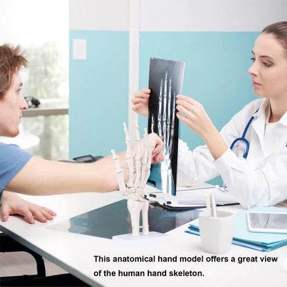 Medizinisches Skelett Modell Anatomische Hand