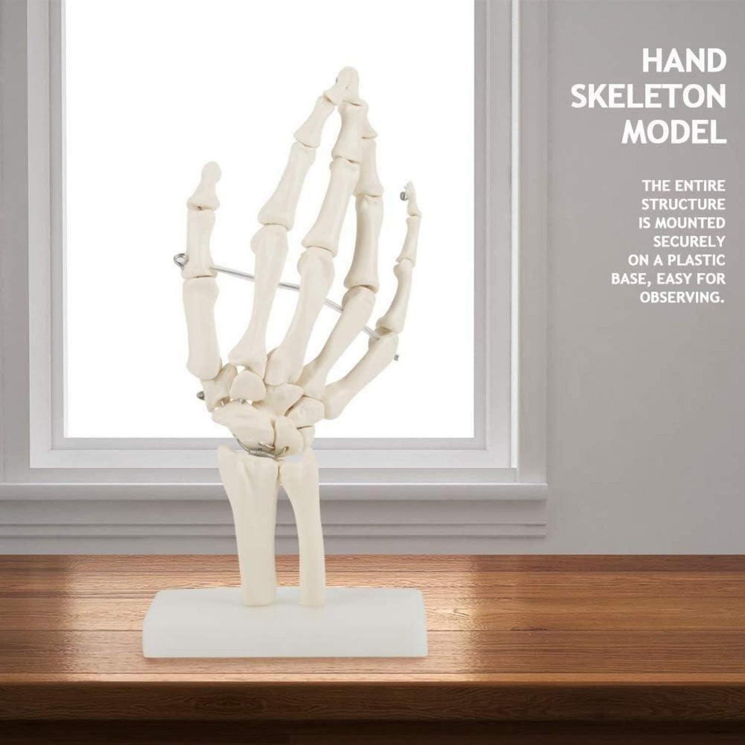 Anatomisches Skelettmodell lebensgroße menschliche Handstudie