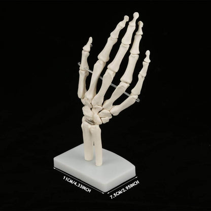 Medizinisches Hand-Skelett-Modell für Kunststudien in Schulen