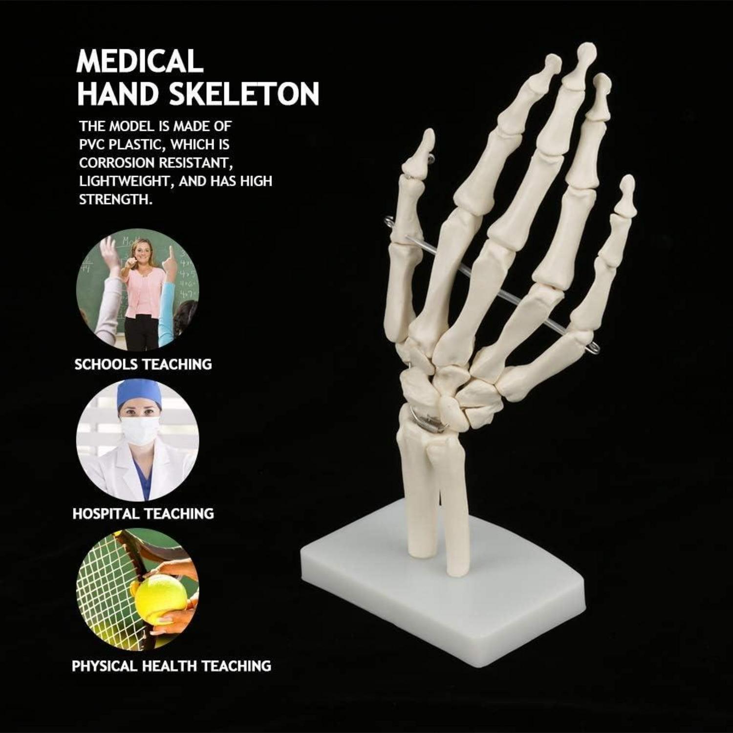 Anatomisches Skelettmodell menschliche Hand