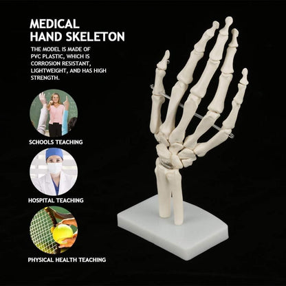 Anatomisches Skelettmodell menschliche Hand