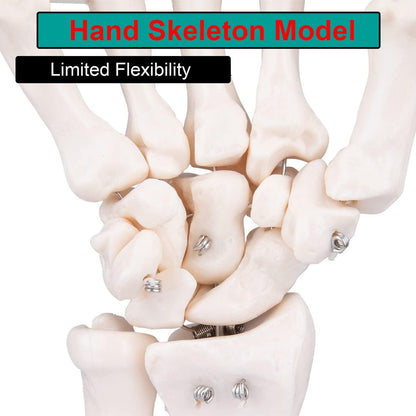 Anatomisches Handmodell lebensgroß medizinische Anatomie PVC Skelett