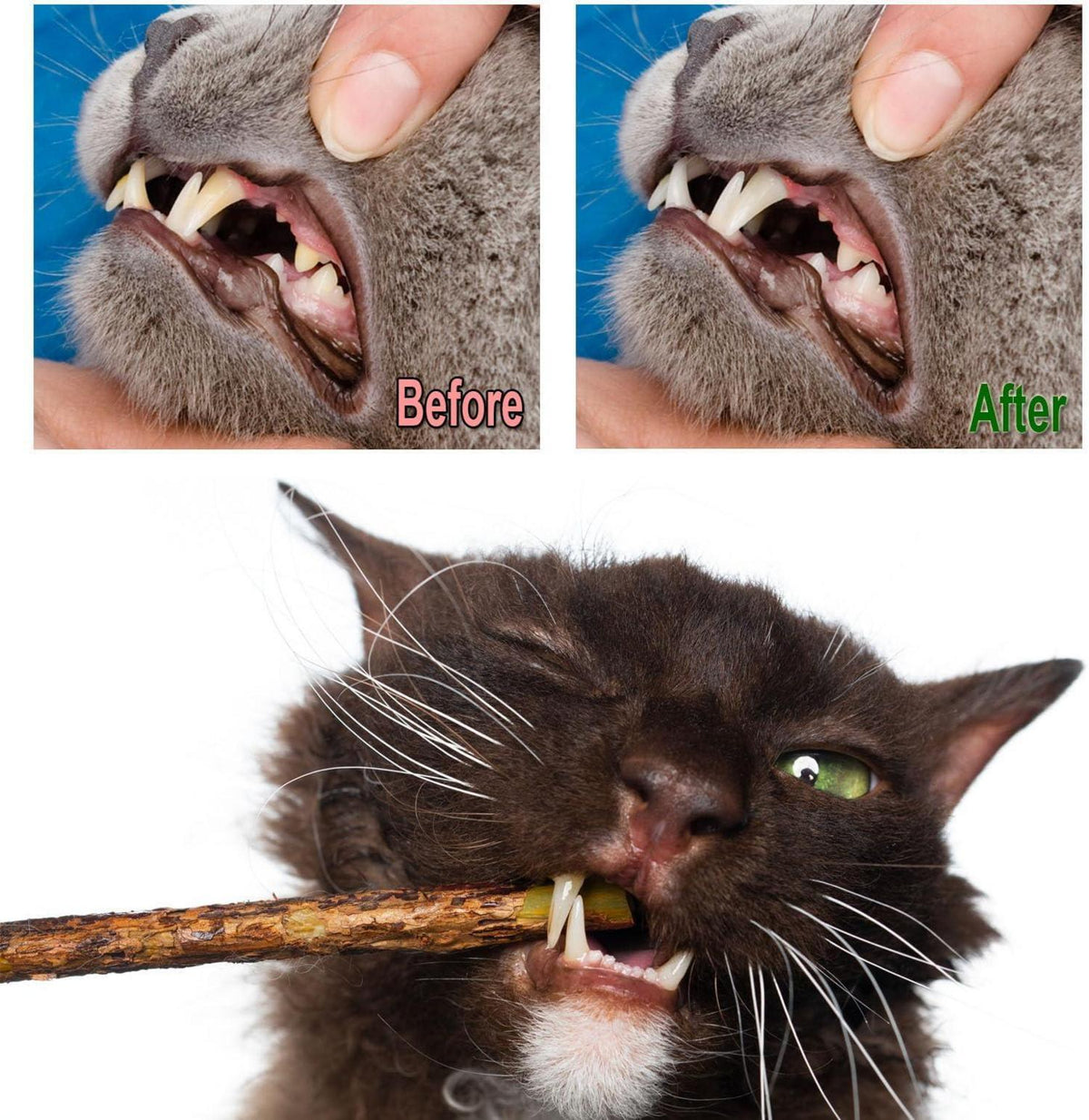 30 Katzenminze Sticks Matatabi Zahnpflege Katzenspielzeug