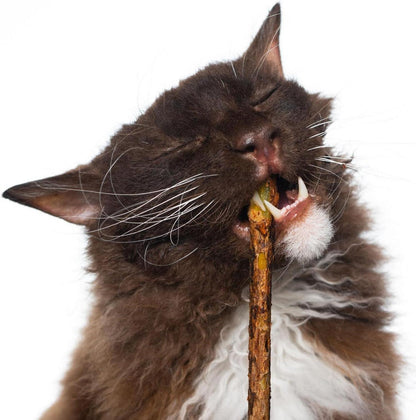 30 Katzenminze Sticks Matatabi Kauhölzer Zahnpflege & Katzenspielzeug