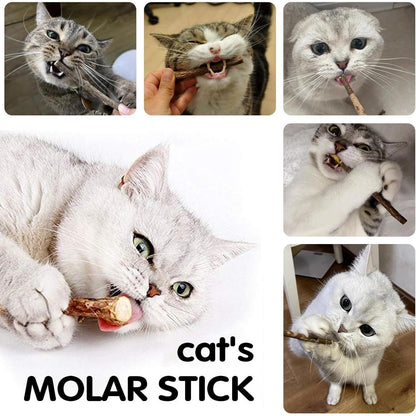 30 Katzenminze Sticks Matatabi Zahnpflege Spielzeug Zähne