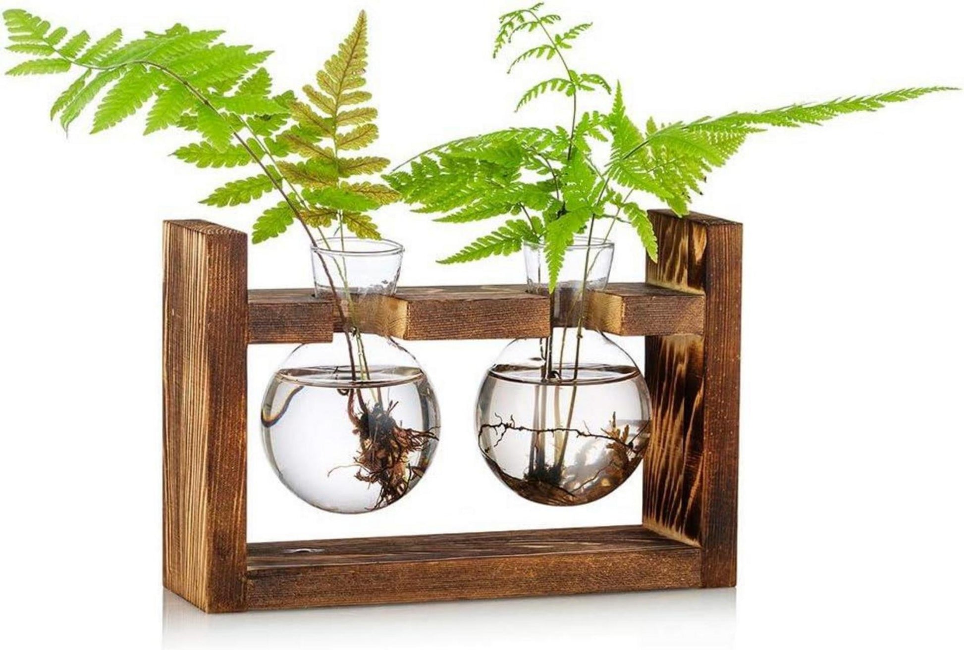 Glas-Terrarium Pflanzgefäß Holzregal 2 Stück Avocado Vase Eichel Vase