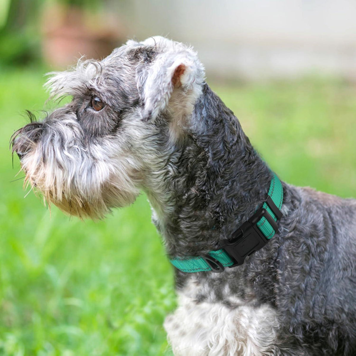 Hundehalsband Neopren Gepolstert Verstellbar Reflektierend Türkis
