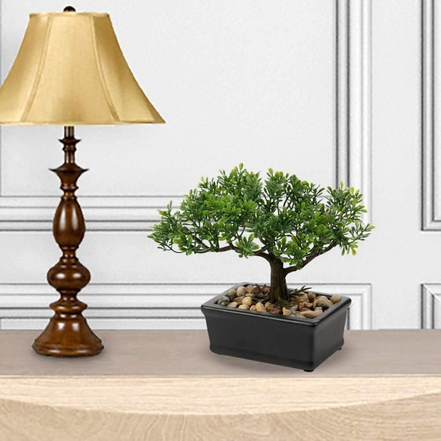 Kunstbonsai Bonsai Podocarpus Zeder Kiefer 18x16cm Schwarz Keramiktopf