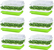 Keimschale Sprossen 6Pcs Seed Sprouter Tray Deckel groß Samen Tablett