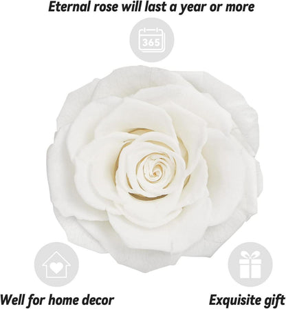 Ewige echte Rose mit I Love You Halskette Geschenkbox