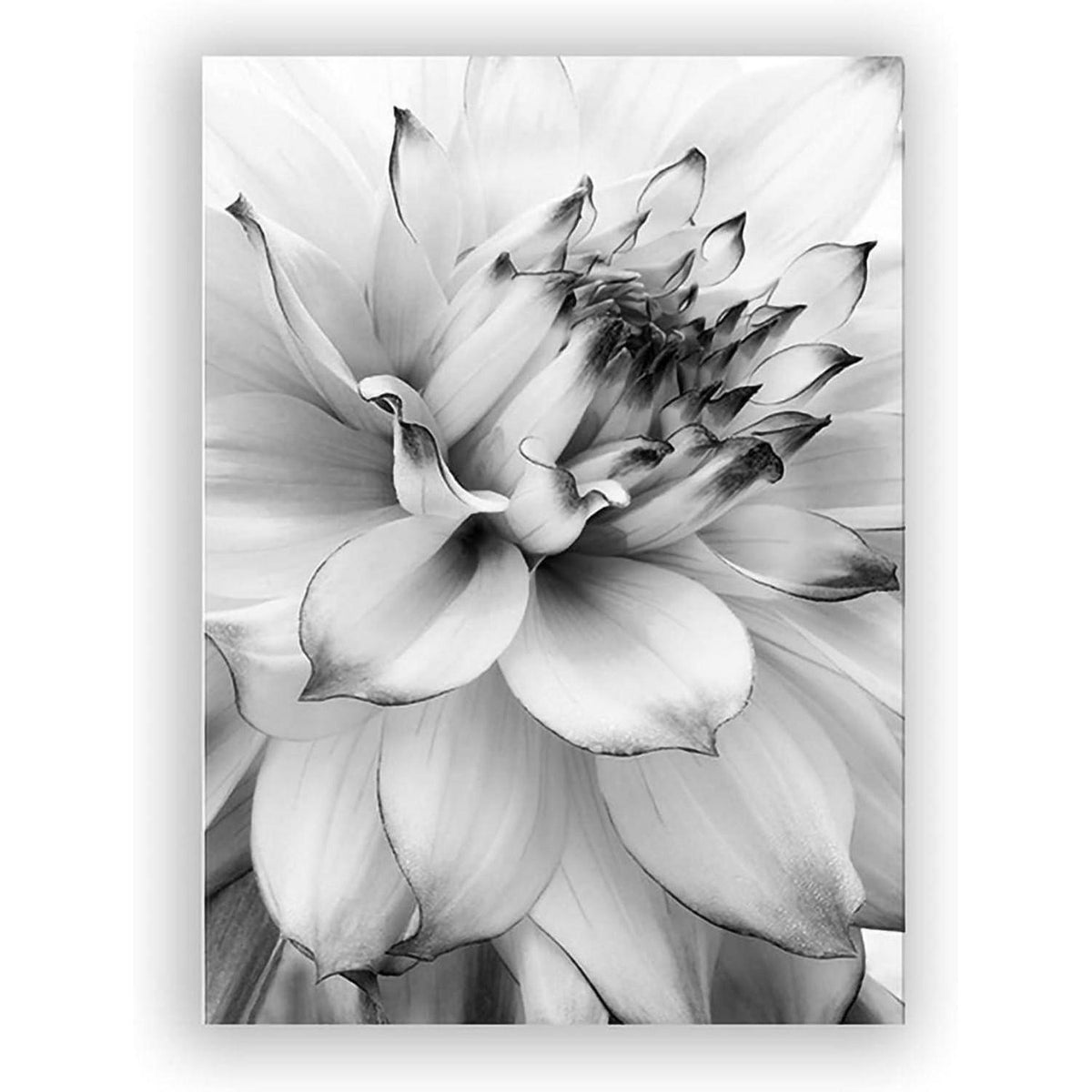 3-teiliges Poster Set Blume Feder Löwenzahn 40x60cm