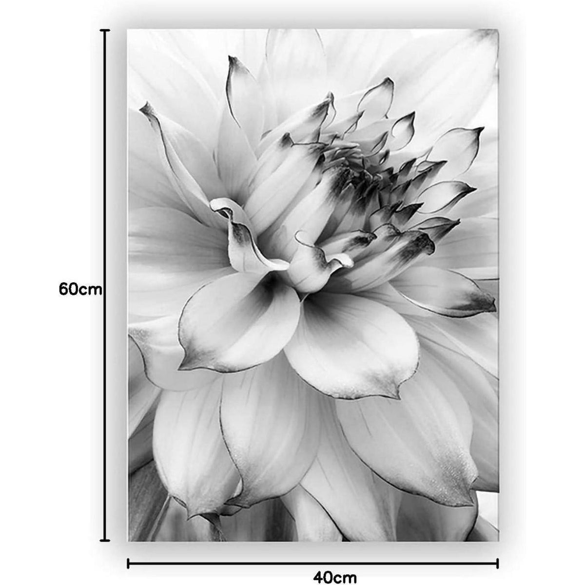 3-teiliges Poster Set Blume Feder Löwenzahn 40x60cm