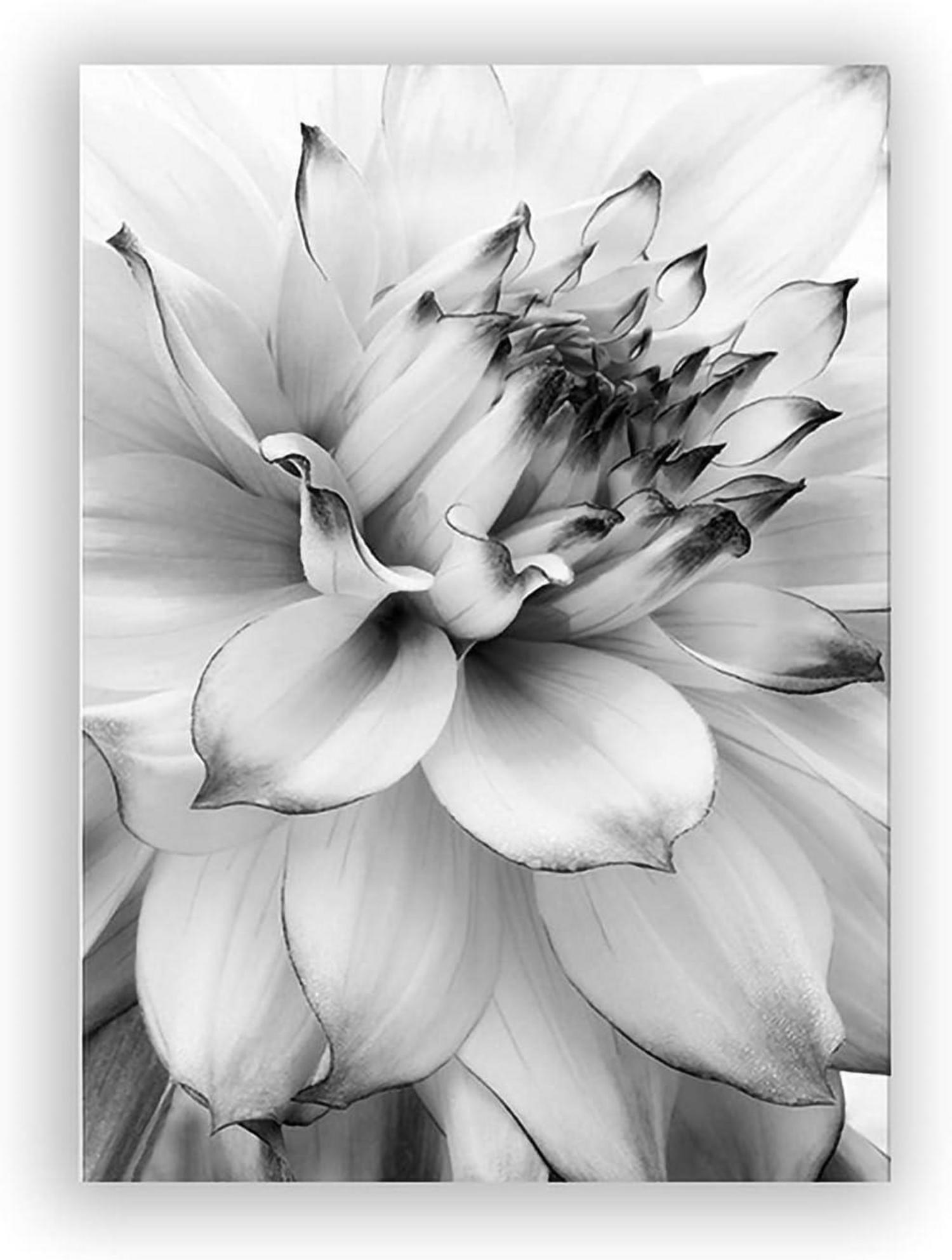 3-teiliges Poster Set Pflanzenmotiv Schwarz-Weiß 50x70cm