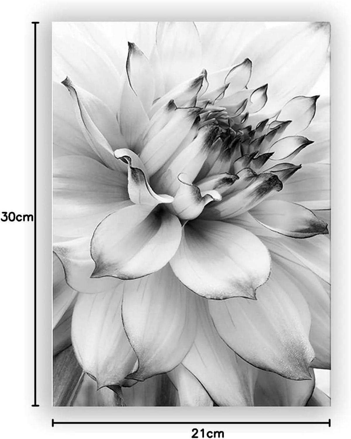 Trayosin 3-teiliges Premium Poster Set moderne ästhetische Blume Feder Schwarz