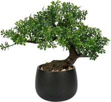 Künstlicher Bonsai Baum Podocarpus im Keramiktopf Schwarz 25cm