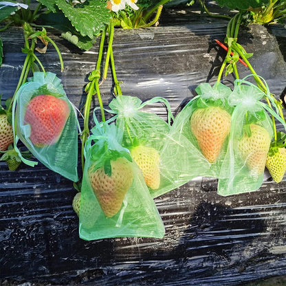 100 Stück Traubenschutzbeutel Grün 20x15cm Obst Schutznetz Garten Beutel