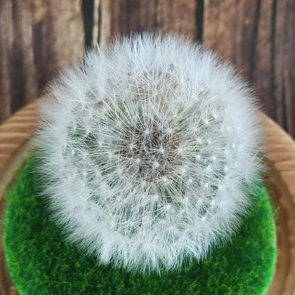 Engel Pusteblume im Glas Geschenk Frauen Geburtstag