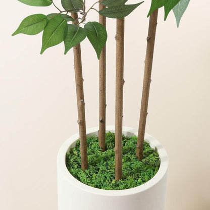 Künstlicher Ficusbaum 180cm mit weißem Topf und Kunstmoos