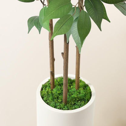 Künstlicher Ficus-Baum 150cm in Weiß Keramik-Übertopf