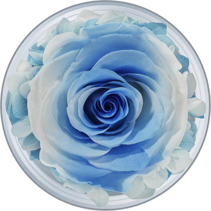 Ewige Rose Engel Glaskuppel Geschenkbox Rote Rosen für