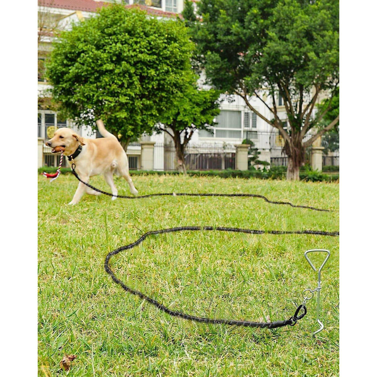 Schleppleine für große Hunde, 20m Schwarz, Reflektierend, Gepolsterter Griff