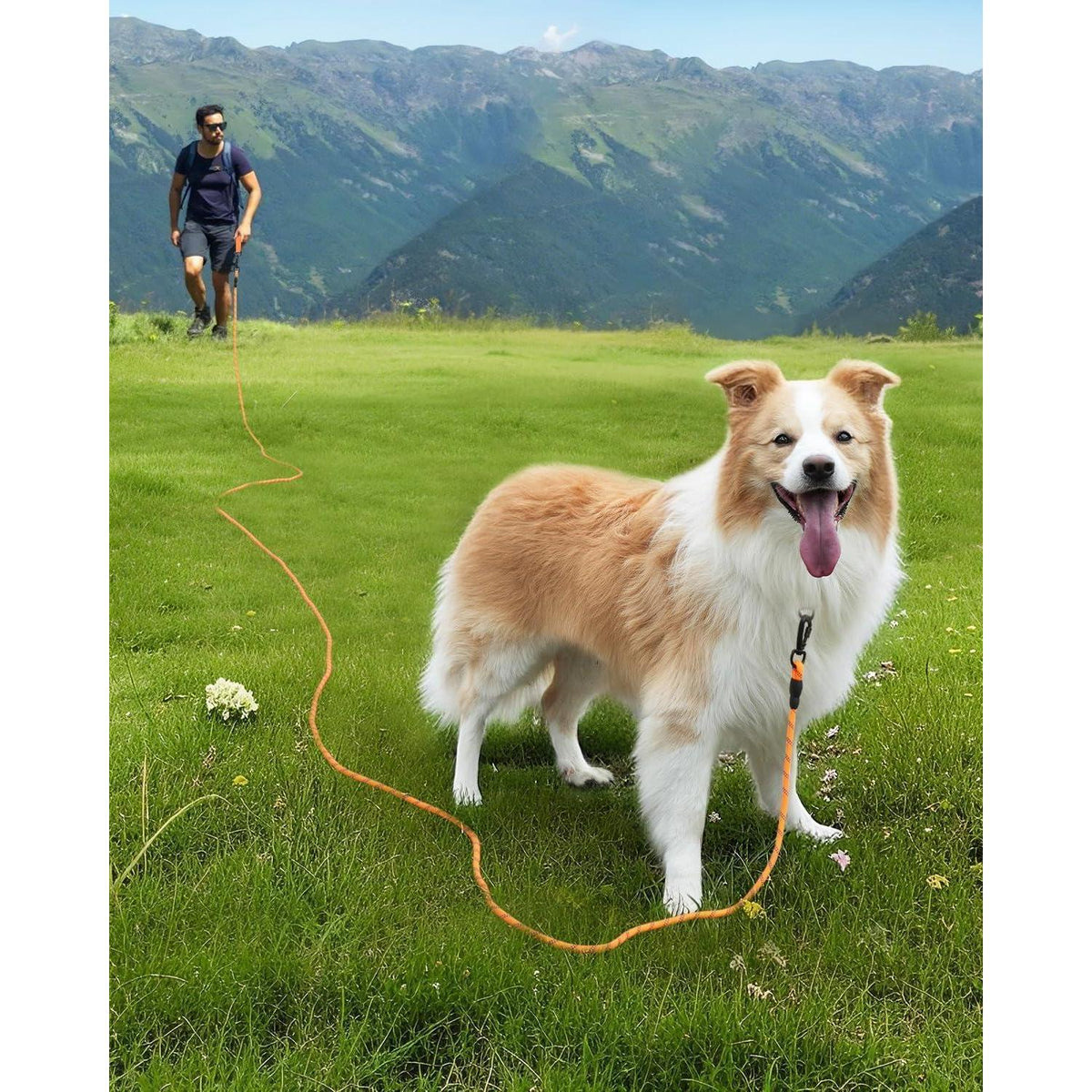 Schleppleine für Hunde, 20m Orange, Reflektierend, Gepolsterter Griff