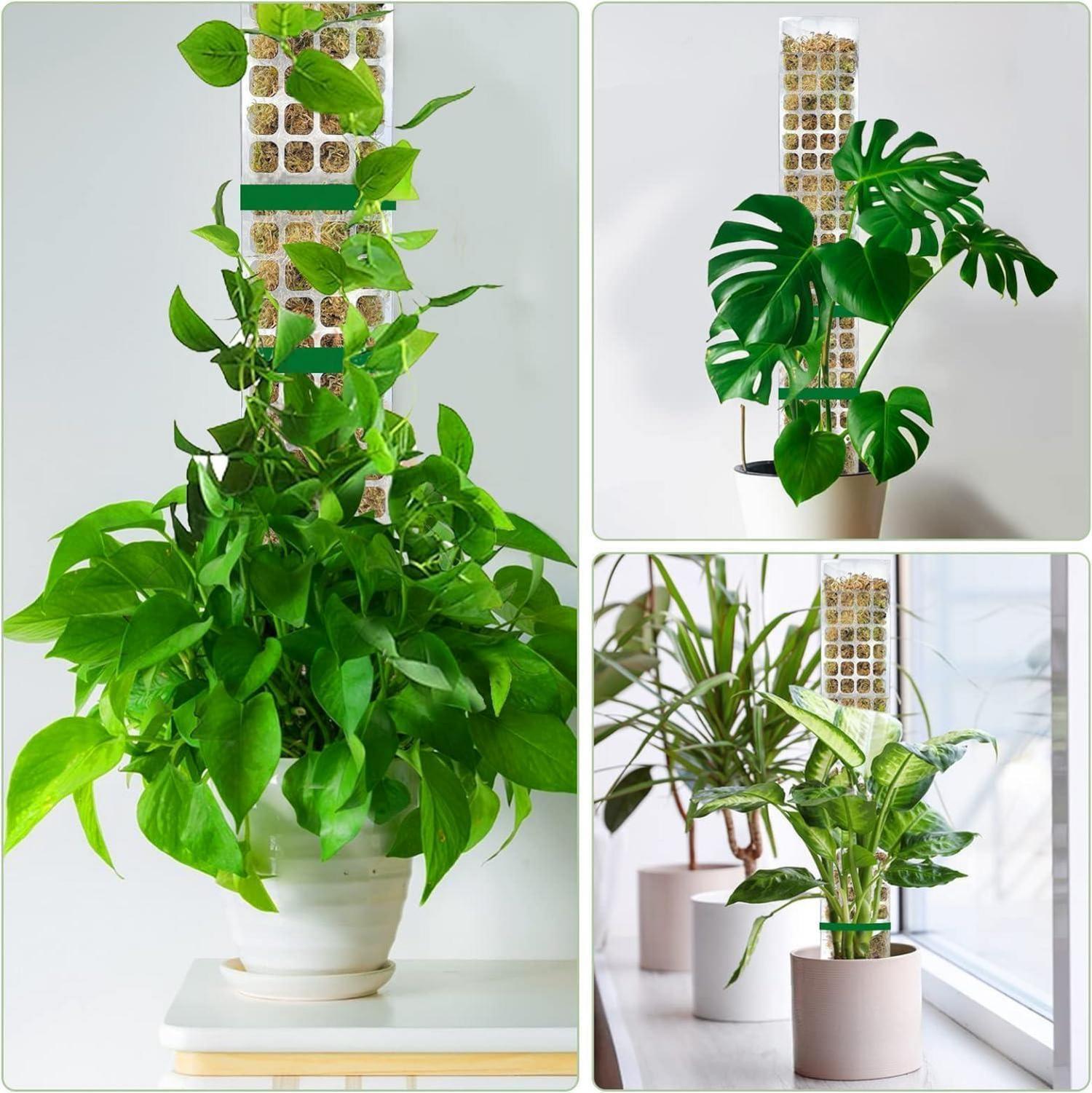 Rankhilfe für Monstera & Zimmerpflanzen 8tlg. - Transparente 38cm