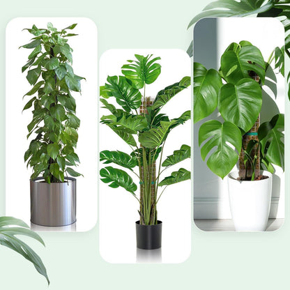 KAHEIGN 8x Moosstab 38cm Transparent Monstera Rankhilfe Pflanzstäbe