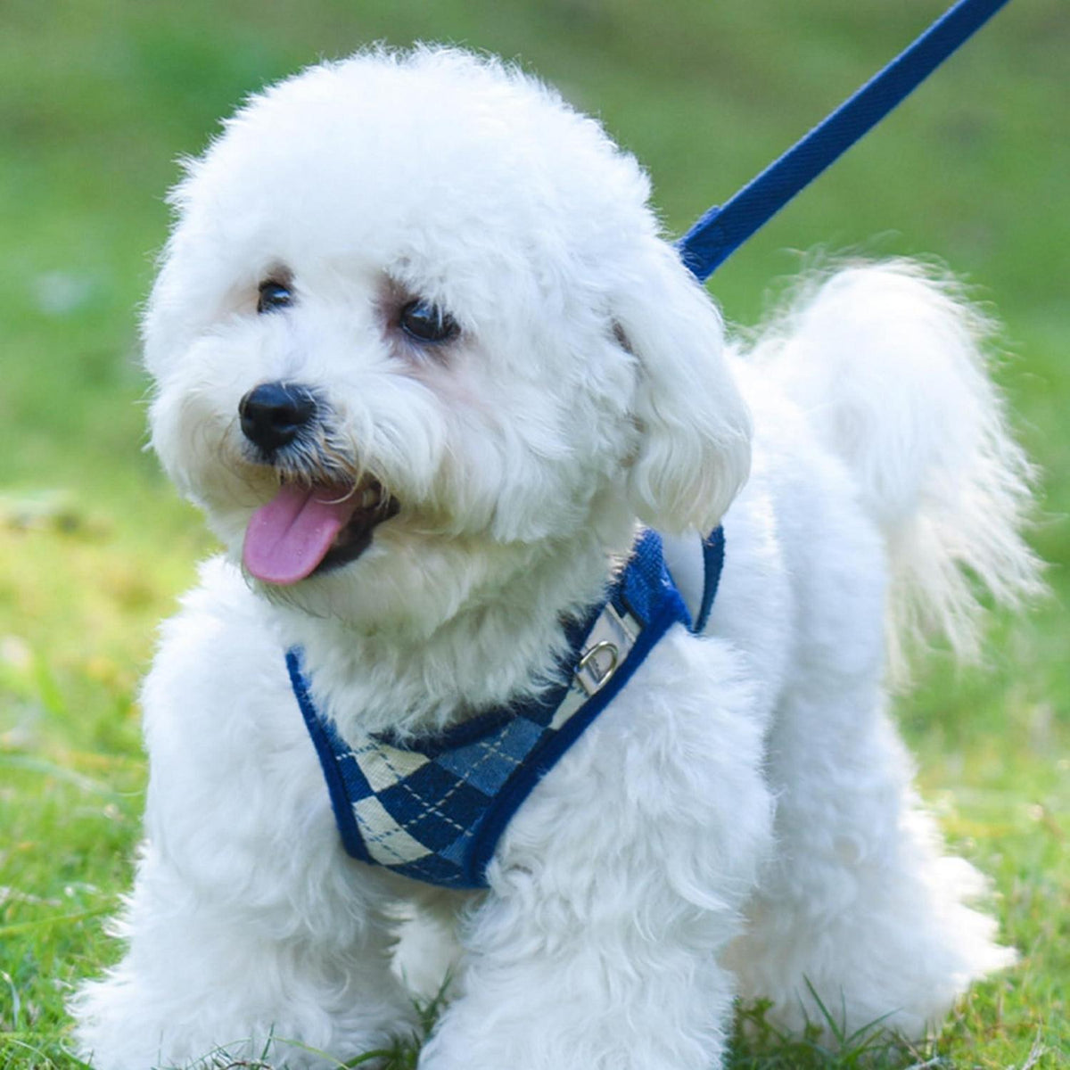 No Pull Hundegeschirr kariert, verstellbar, Blau S
