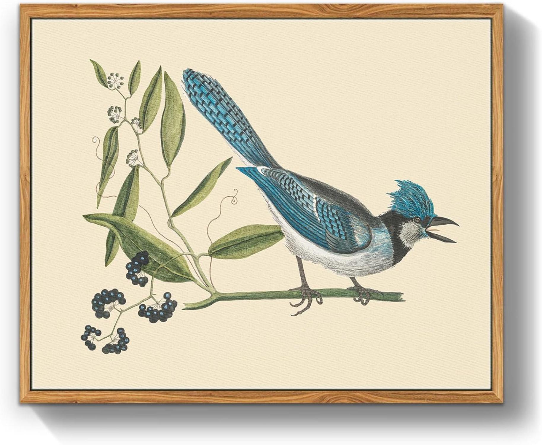 Vintage Vogel Leinwandbilder mit Rahmen 30x40cm Blauschopfhäher
