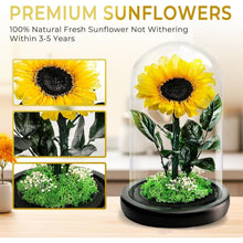 Konservierte Sonnenblume im Glas - Ewiges Muttertagsgeschenk