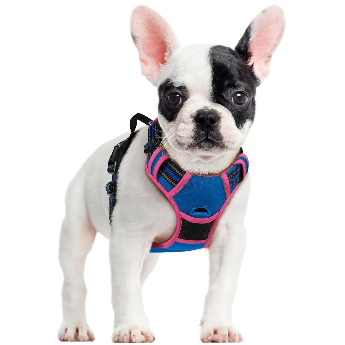 Hundegeschirr mittel, Anti-Zug, Blau & Rosa, Größe S